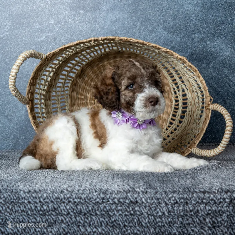 Ms. Caramel Latte - Chocolate-Caramel-and-White Parti Goldendoodle – Goldendoodle puppy for sale in Hope Hull, AL