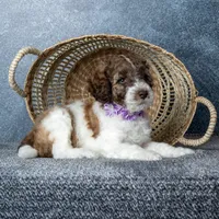 Ms. Caramel Latte - Chocolate-Caramel-and-White Parti Goldendoodle, a female Goldendoodle for sale in Hope Hull, AL – 2 of 5