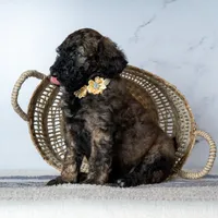 Ms. Cappuccino - Chocolate Phantom Merle, a female Goldendoodle for sale in Hope Hull, AL – 2 of 5