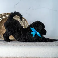 Mr. Midnight Roast - Black w/ White Patch, a male Goldendoodle for sale in Hope Hull, AL – 5 of 5