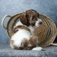 Ms. Caramel Latte - Chocolate-Caramel-and-White Parti Goldendoodle, a female Goldendoodle for sale in Hope Hull, AL – 5 of 5