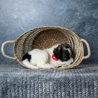 Ms. Flat White, a female Goldendoodle for sale in Hope Hull, AL – 5 of 5