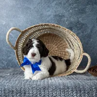 Mr. Latte, a male Goldendoodle for sale in Hope Hull, AL – 1 of 5