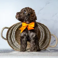 Mr. Cortado - Chocolate Phantom Merle , a male Goldendoodle for sale in Hope Hull, AL – 2 of 5