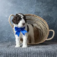 Mr. Latte, a male Goldendoodle for sale in Hope Hull, AL – 5 of 5