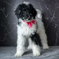 Ms. Sweet Cream - Black and White Parti Goldendoodle, a female Goldendoodle for sale in Hope Hull, AL – 3 of 4