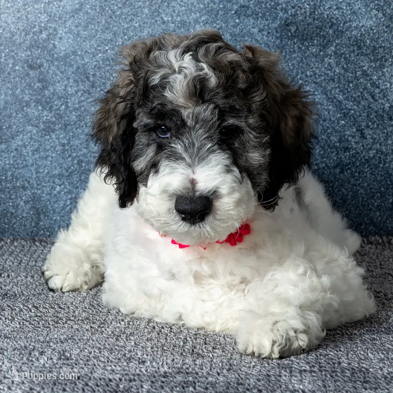 Ms. Flat White - Chocolate Merle Parti Goldendoodle Puppy – Goldendoodle puppy for sale in Hope Hull, AL