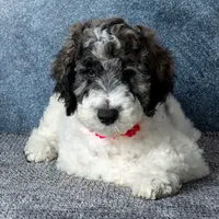 Ms. Flat White - Chocolate Merle Parti Goldendoodle Puppy, a female Goldendoodle for sale in Hope Hull, AL – 1 of 6