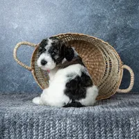Ms. Flat White, a female Goldendoodle for sale in Hope Hull, AL – 3 of 5