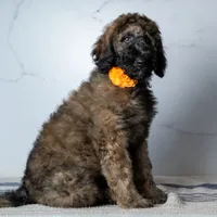 Ms. Cappuccino - Chocolate Phantom Merle Goldendoodle, a female Goldendoodle for sale in Hope Hull, AL – 3 of 5