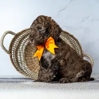 Mr. Cortado - Chocolate Phantom Merle , a male Goldendoodle for sale in Hope Hull, AL – 4 of 5