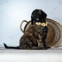 Ms. Cappuccino - Chocolate Phantom Merle, a female Goldendoodle for sale in Hope Hull, AL – 4 of 5