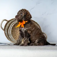 Mr. Cortado - Chocolate Phantom Merle , a male Goldendoodle for sale in Hope Hull, AL – 3 of 5