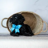 Mr. Midnight Roast - Black w/ White Patch, a male Goldendoodle for sale in Hope Hull, AL – 4 of 5