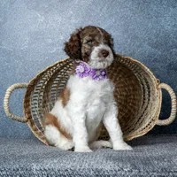 Ms. Caramel Latte - Chocolate-Caramel-and-White Parti Goldendoodle, a female Goldendoodle for sale in Hope Hull, AL – 4 of 5