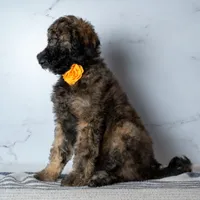 Ms. Cappuccino - Chocolate Phantom Merle Goldendoodle, a female Goldendoodle for sale in Hope Hull, AL – 5 of 5
