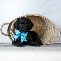 Mr. Midnight Roast - Black w/ White Patch, a male Goldendoodle for sale in Hope Hull, AL – 3 of 5