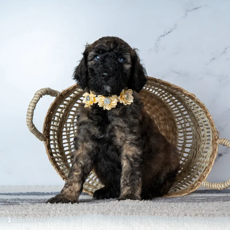 Ms. Cappuccino - Chocolate Phantom Merle – Goldendoodle puppy for sale in Hope Hull, AL