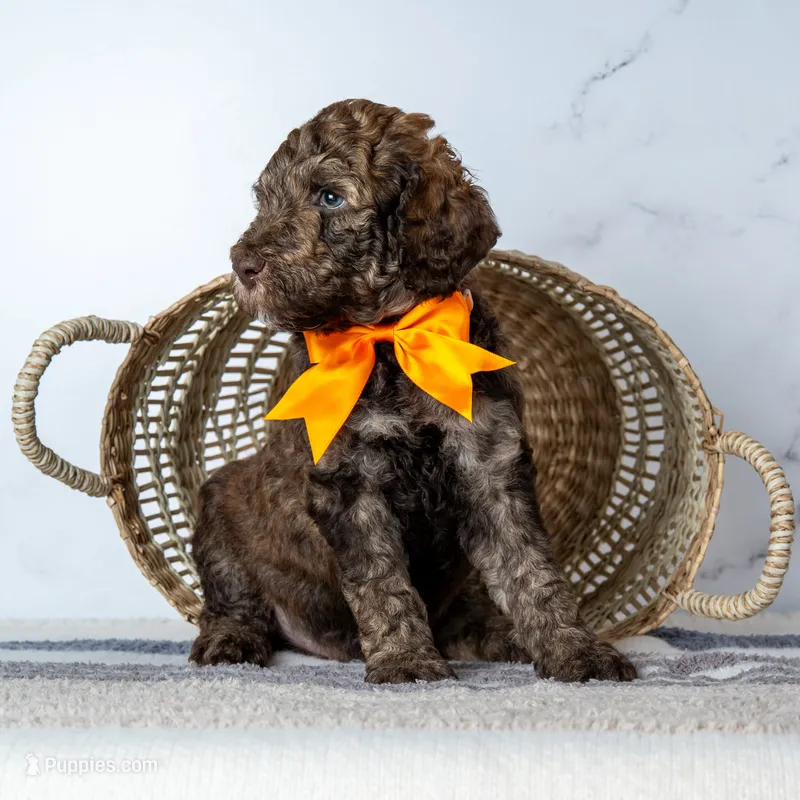 Mr. Cortado - Chocolate Phantom Merle  – Goldendoodle puppy for sale in Hope Hull, AL