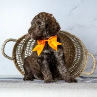Mr. Cortado - Chocolate Phantom Merle , a male Goldendoodle for sale in Hope Hull, AL – 1 of 5