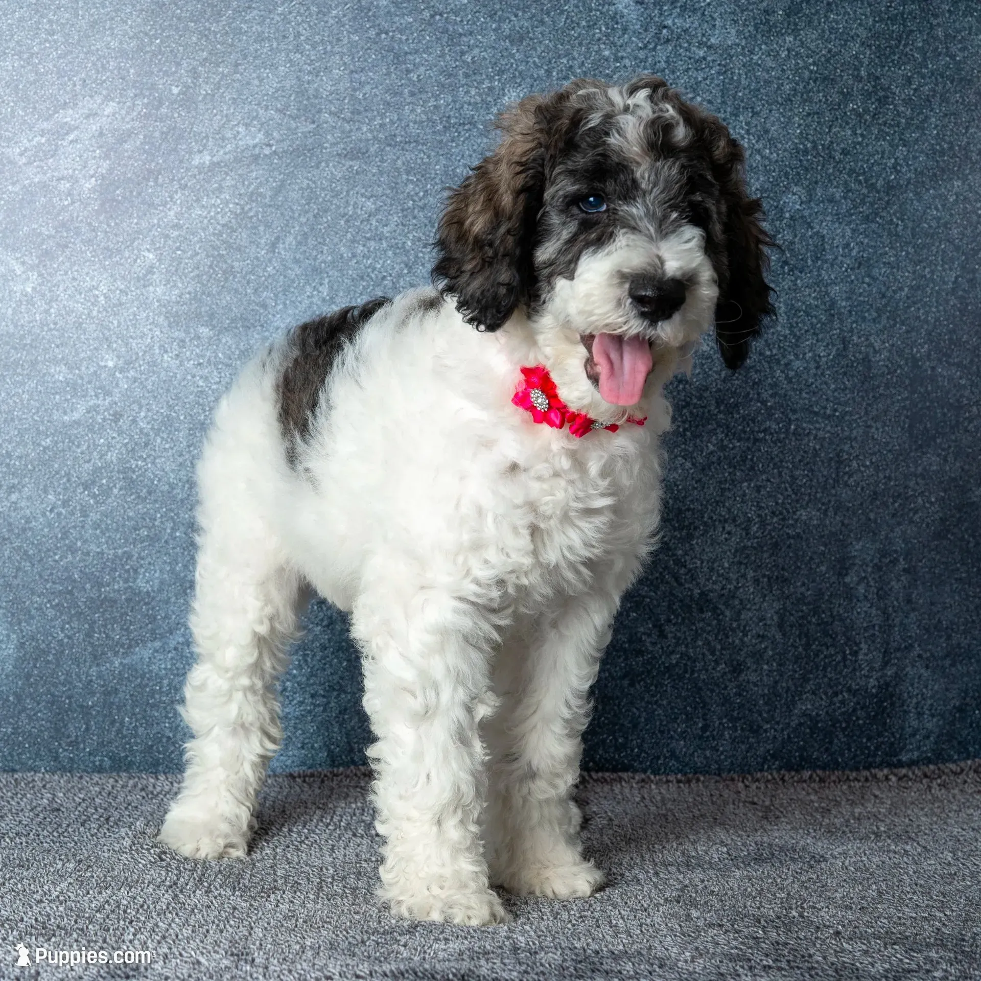 Ms. Flat White - Chocolate Merle Parti Goldendoodle Puppy, a female Goldendoodle for sale in Hope Hull, AL – 4 of 6