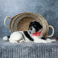 Ms. Sweet Cream, a female Goldendoodle for sale in Hope Hull, AL – 3 of 5