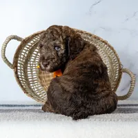 Mr. Cortado - Chocolate Phantom Merle , a male Goldendoodle for sale in Hope Hull, AL – 5 of 5