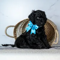 Mr. Midnight Roast - Black w/ White Patch, a male Goldendoodle for sale in Hope Hull, AL – 2 of 5