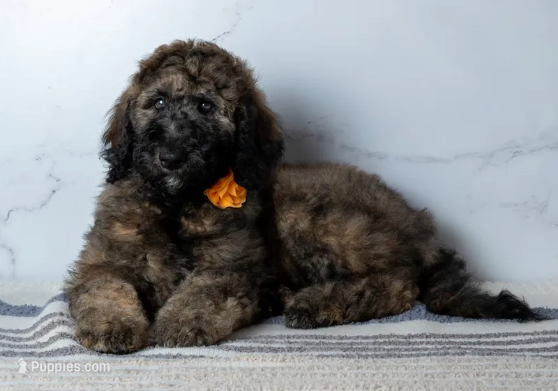 Ms. Cappuccino - Chocolate Phantom Merle Goldendoodle – Goldendoodle puppy for sale in Hope Hull, AL