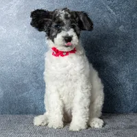 Ms. Flat White - Chocolate Merle Parti Goldendoodle Puppy, a female Goldendoodle for sale in Hope Hull, AL – 3 of 6