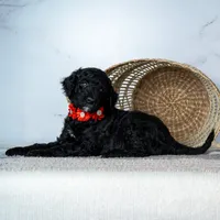Ms. Americano - Black w/ White Patches, a female Goldendoodle for sale in Hope Hull, AL – 5 of 5
