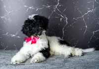 Ms. Sweet Cream - Black and White Parti Goldendoodle, a female Goldendoodle for sale in Hope Hull, AL – 4 of 4