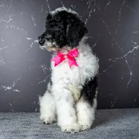 Ms. Sweet Cream - Black and White Parti Goldendoodle, a female Goldendoodle for sale in Hope Hull, AL – 2 of 4