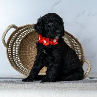 Ms. Americano - Black w/ White Patches, a female Goldendoodle for sale in Hope Hull, AL – 1 of 5