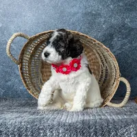 Ms. Flat White, a female Goldendoodle for sale in Hope Hull, AL – 2 of 5