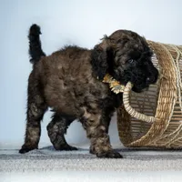 Ms. Cappuccino - Chocolate Phantom Merle, a female Goldendoodle for sale in Hope Hull, AL – 3 of 5