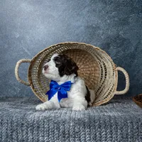 Mr. Latte, a male Goldendoodle for sale in Hope Hull, AL – 2 of 5