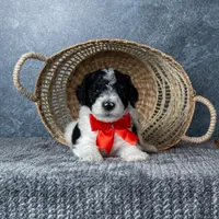 Mr. Macchiato - Parti, a male Goldendoodle for sale in Hope Hull, AL – 2 of 5