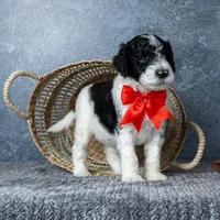 Mr. Macchiato - Parti, a male Goldendoodle for sale in Hope Hull, AL – 4 of 5