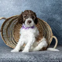 Ms. Caramel Latte - Chocolate-Caramel-and-White Parti Goldendoodle, a female Goldendoodle for sale in Hope Hull, AL – 1 of 5