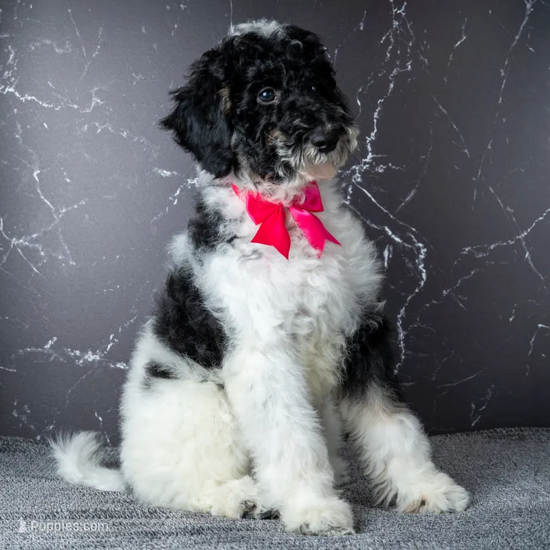 Ms. Sweet Cream - Black and White Parti Goldendoodle – Goldendoodle puppy for sale in Hope Hull, AL
