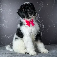 Ms. Sweet Cream - Black and White Parti Goldendoodle, a female Goldendoodle for sale in Hope Hull, AL – 1 of 4