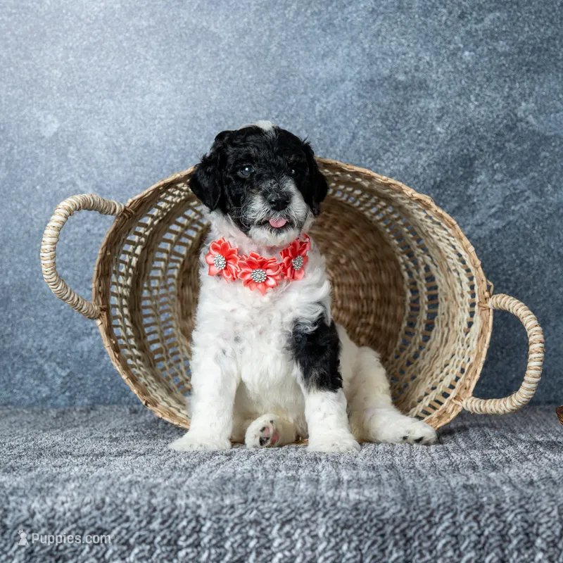 Ms. Sweet Cream – Goldendoodle puppy for sale in Hope Hull, AL
