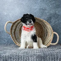 Ms. Sweet Cream, a female Goldendoodle for sale in Hope Hull, AL – 1 of 5