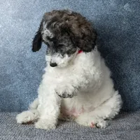 Ms. Flat White - Chocolate Merle Parti Goldendoodle Puppy, a female Goldendoodle for sale in Hope Hull, AL – 6 of 6