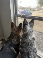 Artemis, a female Australian Shepherd for sale in Suffolk, VA – 3 of 4