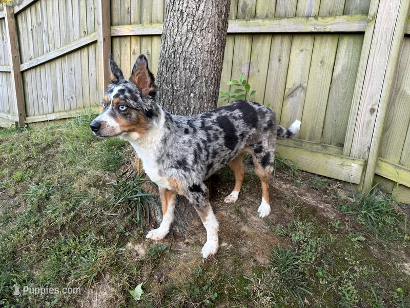 Artemis – Australian Shepherd puppy for sale in Suffolk, VA
