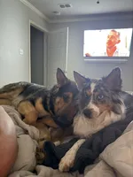 Artemis, a female Australian Shepherd for sale in Suffolk, VA – 2 of 4