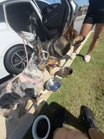 Artemis, a female Australian Shepherd for sale in Suffolk, VA – 4 of 4