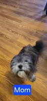 Female Black 1 CKC (EBONY), a female Shih Tzu for sale in Milton, FL – 3 of 3